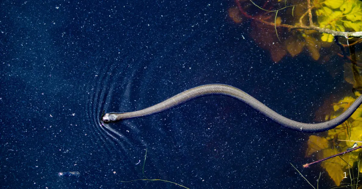 A snake swimming on the surface of dark blue water, creating ripples as it moves.